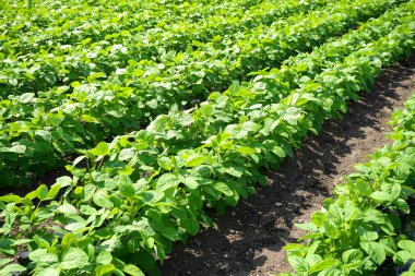 Gunma, Japonya-Temmuz 24, 2019: Edayame veya olgunlaşmamış soya alanı yaz aylarında,