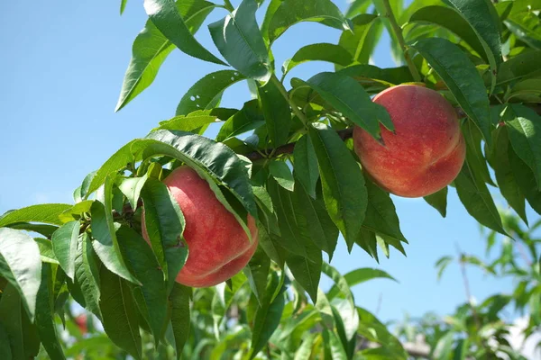 Gunma,Japan-July 24, 2019: Fresh peach fruits on a tree