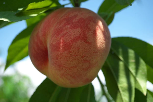 Gunma,Japan-July 24, 2019: Fresh peach fruits on a tree
