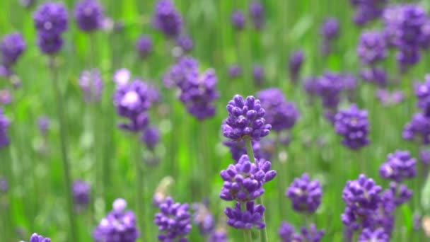 Gunma Japan July 2019 Lavender Lavandula Garden Gunma — стоковое видео