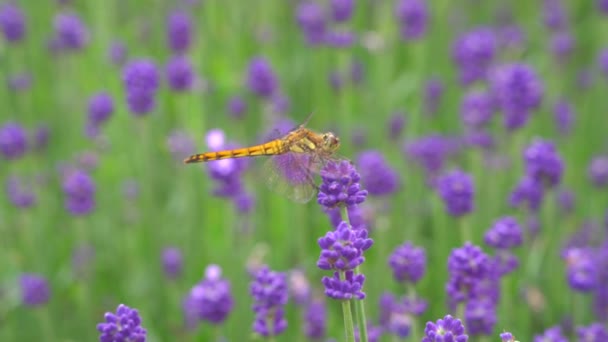 Gunma Japan July 2019 Dragonfly Lavender Lavandula Garden Gunma — Stock Video