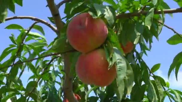 Gunma Japan July 2019 Fresh Peach Fruits Tree — стоковое видео