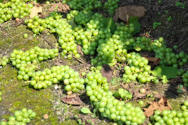 Gunma Japan July 2019 Thinned Out Removed Grapes Ground — Stock Photo, Image