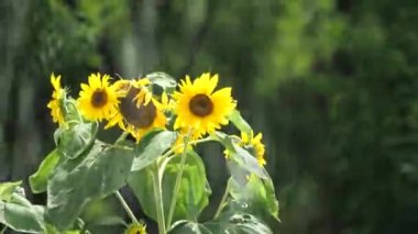 Tokyo, Japonya-26 Temmuz 2019: parkta Çeşme ötesinde ayçiçeği