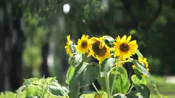 Tokyo Japan Juli 2019 Solrosor Bortom Fontän Parken — Stockvideo