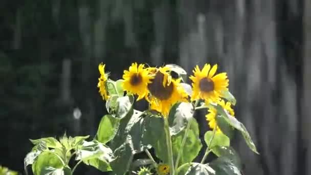 Tokio Japan Juli 2019 Zonnebloemen Voorbij Fontein Het Park — Stockvideo