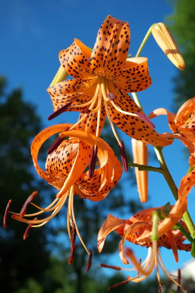 Tokyo Japon Juillet 2019 Lys Tigres Lilium Lancifolium Après Pluie — Photo