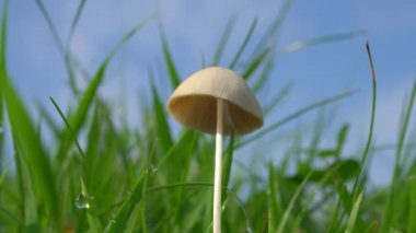 Tokyo, Japonya-29 Temmuz 2019: conocybe Apala veya conocybe Lactea veya conocybe albipes veya beyaz Dunce Cap veya kikogasatake mantar Ktenoforların closeup