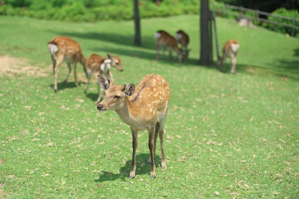 Nara Japan July 2019 Nara Deers Simbol Kota Nara — Stok Foto