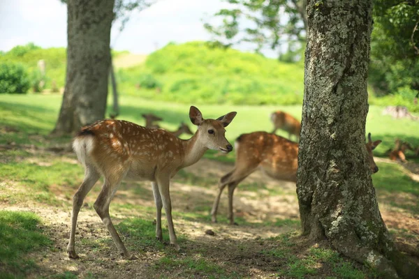 Nara Japão Julho 2019 Cervos Nara Símbolos Cidade Nara — Fotografia de Stock