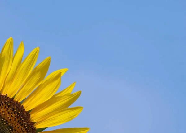 Tokio Japan Augustus 2019 Close Van Zonnebloem Blauwe Hemel Achtergrond — Stockfoto