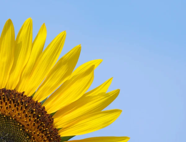 Tokio Japan Augustus 2019 Close Van Zonnebloem Blauwe Hemel Achtergrond — Stockfoto