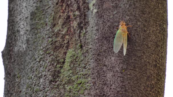 Tokyo Japonya Ağustos 2019 60X Kez Hız Yeni Doğan Cicada — Stok video