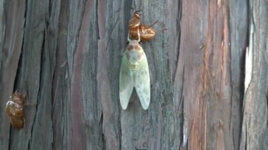 Tokyo,Japonya-10 Ağustos 2019: (70x hız) Yeni doğan cicada kanatlarının değişen rengi