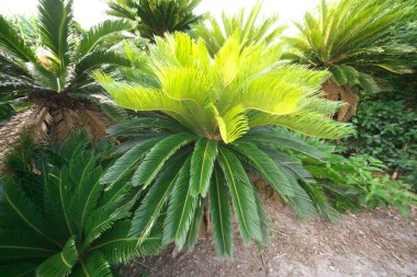 Amami,Japonya-16 Haziran 2019: Amami Oshima adasındaki Ayamaru Burnu'nda Cycas revoluta veya Fern Palm veya Sago Palm alanı