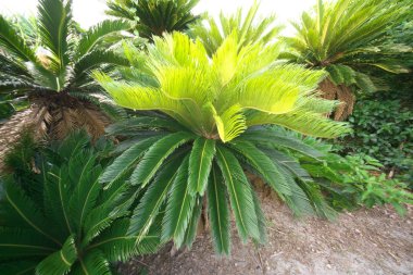 Amami,Japan-June 16, 2019: Field of Cycas revoluta or Fern Palm or Sago Palm at Cape Ayamaru in Amami Oshima island clipart