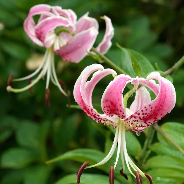 Tokyo,Japan-August 14, 2019: Pink tiger lily or Lilium Stargazer after the rain in the morning