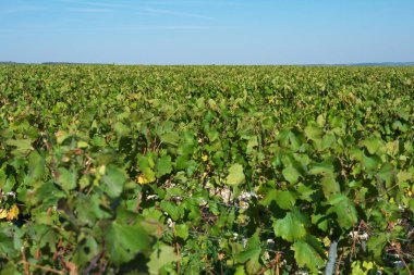 Chablis,Fransa-16 Ekim 2018: Chablis, Bourgogne'de sonbaharda geniş üzüm veya üzüm fidanlığı