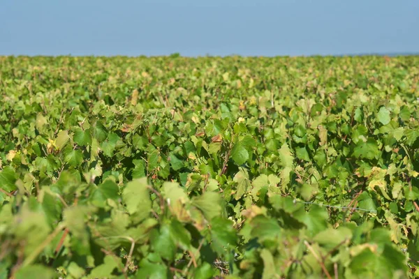 Chablis Frankreich Oktober 2018 Ausgedehnte Plantage Von Trauben Oder Weinbergen — Stockfoto