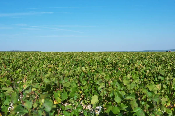 Chablis Frankreich Oktober 2018 Ausgedehnte Plantage Von Trauben Oder Weinbergen — Stockfoto