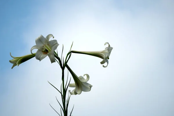 Tokyo,Japan-August 19, 2019: Taiwan lily or Wild lily or trumpet flower or mountain garlic on blue sky