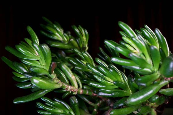 Tokio Japón Agosto 2019 Primer Plano Crassula Gollum Gollum Jade — Foto de Stock