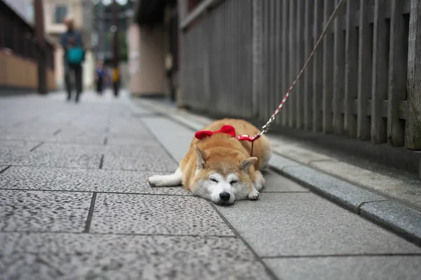 Kyoto Japão Setembro 2019 Cão Relaxado Sua Barriga Uma Rua — Fotografia de Stock