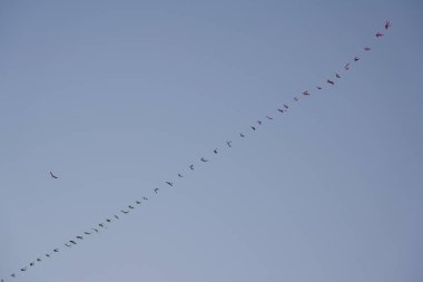 Şangay, Çin-16 Eylül 2019: Uçurtma uçuşu sabah Şangay 'da Waitan veya Bund' da keyiflendi