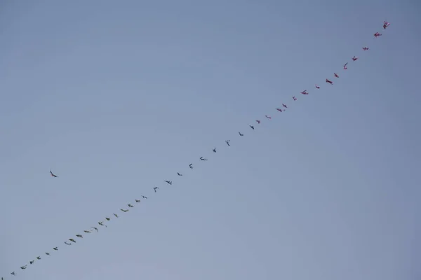 Šanghaj Čína Září 2019 Kite Létání Těšil Waitan Nebo Bund — Stock fotografie