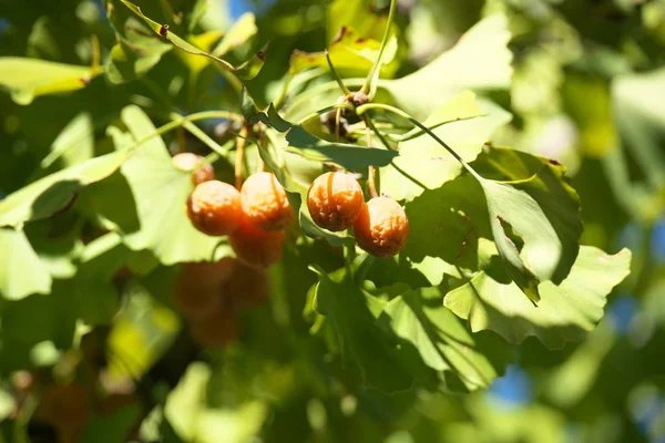 Tokió Japán Október 2019 Érett Ginkgo Dió Alatt Tiszta Nap — Stock Fotó