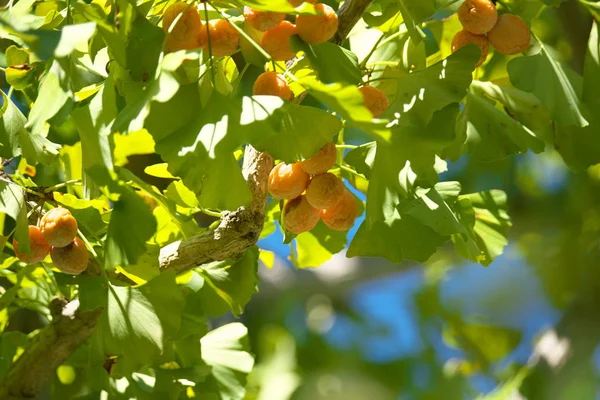 Tokyo Japan October 2019 Ripe Ginkgo Nuts Clear Sun Autumn — 스톡 사진