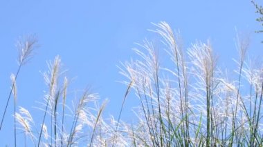 Tokyo, Japonya-13 Ekim 2019: Miscanthus veya gümüş çimen veya rüzgârla savrulan pampa otları, mavi gökyüzü arka planı