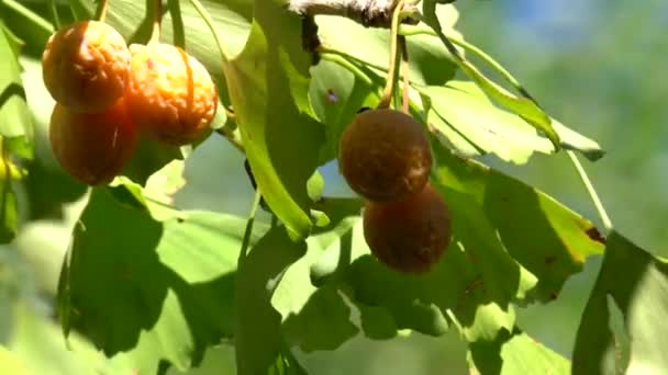 Tokyo Giappone Ottobre 2019 Noci Ginkgo Mature Sotto Sole Limpido — Video Stock