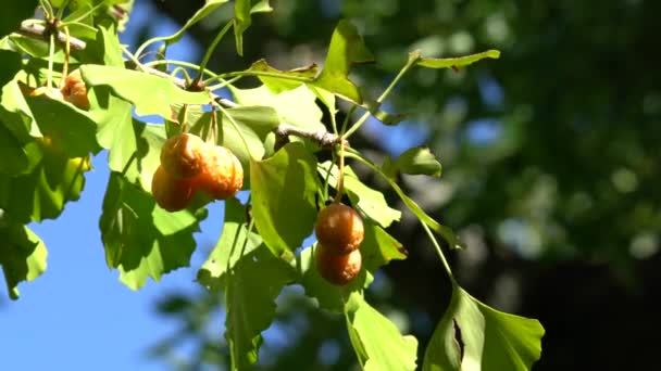 Tokyo Giappone Ottobre 2019 Noci Ginkgo Mature Sotto Sole Limpido — Video Stock