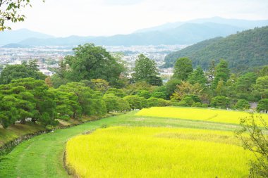 Kyoto, Japonya-27 Eylül 2019: Kyoto, Japonya 'da pirinç toplama mevsimi