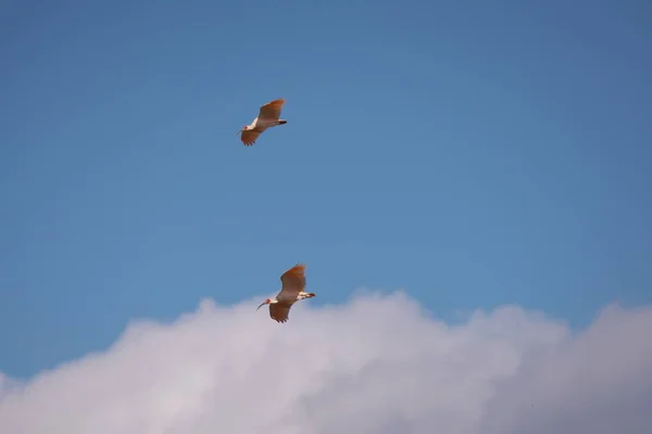 Niigata Japan October 2019 Nipponia Nippon Japanese Crested Ibis Toki — Φωτογραφία Αρχείου