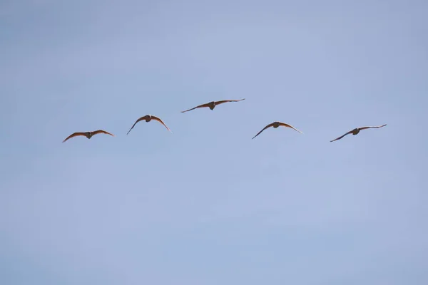 Niigata Japan Oktober 2019 Nipponia Nippon Oder Japan Crested Ibis — Stockfoto