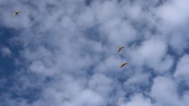 Niigata, Japonya-22 Ekim 2019: Nipponia nippon veya Japon armalı Ibis veya Toki, bir zamanlar Japonya 'dan nesli tükenmiş bir hayvan, Sado adasında mavi gökyüzünde uçuyordu.