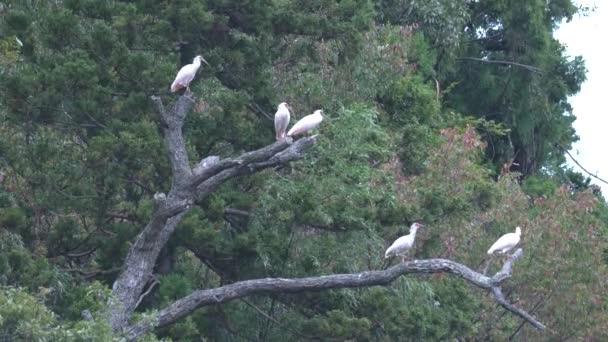 Niigata Japón Octubre 2019 Manada Nipponia Nippon Ibis Toki Crestado — Vídeo de stock