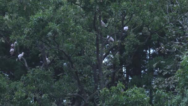 新潟県 2019年10月21日 佐渡の森の中で かつて絶滅した日本の動物であるニッポンやトキの群れ — ストック動画