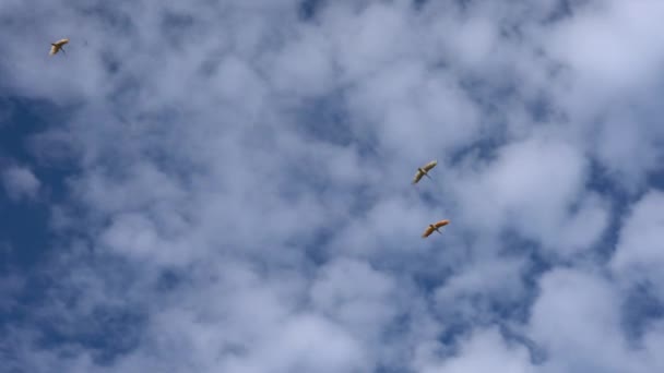 Niigata Giappone Ottobre 2019 Nipponia Nippon Giapponese Crested Ibis Toki — Video Stock