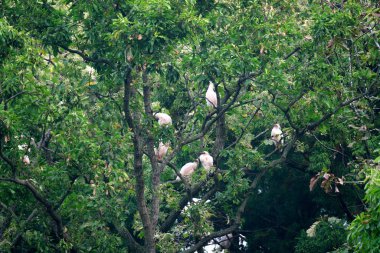 Niigata, Japonya-21 Ekim 2019: Japon Nipponia nippon sürüsü veya Japon armalı Ibis veya Toki, bir zamanlar Japonya 'dan nesli tükenmiş bir hayvan, Sado adasındaki bir ormanda
