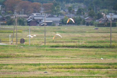 Niigata, Japonya-21 Ekim 2019: Nipponia nippon veya Japon armalı Ibis veya Toki, bir zamanlar Japonya 'dan nesli tükenmiş bir hayvan, Sado adasında mavi gökyüzünde uçuyordu.