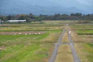Niigata, Japonya-21 Ekim 2019: Nipponia nippon ya da Japon armalı Ibis ya da Toki, bir zamanlar Japonya 'nın soyu tükenmiş olan Sado adasındaki pirinç tarlasında