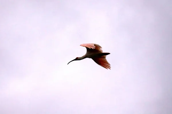 Niigata Japão Outubro 2019 Nipponia Nippon Japonês Crested Ibis Toki — Fotografia de Stock