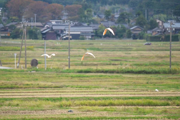 新潟県 2019年10月21日 日本または日本のクレストイビスまたはトキは かつて日本から絶滅した動物で 佐渡島の青い空を飛んでいます — ストック写真