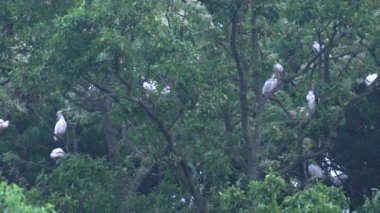 Niigata, Japonya-21 Ekim 2019: Japon Nipponia nippon sürüsü veya Japon armalı Ibis veya Toki, bir zamanlar Japonya 'dan nesli tükenmiş bir hayvan, Sado adasındaki bir ormanda