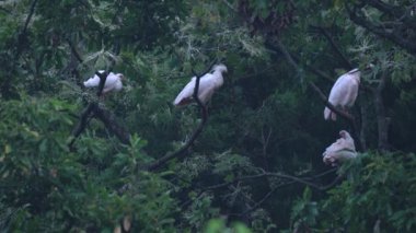Niigata, Japonya-21 Ekim 2019: Japon Nipponia nippon sürüsü veya Japon armalı Ibis veya Toki, bir zamanlar Japonya 'dan nesli tükenmiş bir hayvan, Sado adasındaki bir ormanda