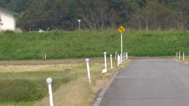 Niigata, Japonya-21 Ekim 2019: Nipponia nippon ya da Japon armalı Ibis ya da Toki, bir zamanlar Japonya 'nın soyu tükenmiş olan Sado adasındaki pirinç tarlasında