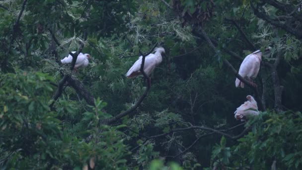 Niigata Japan Oktober 2019 Flock Nipponia Nippon Eller Japanska Crested — Stockvideo